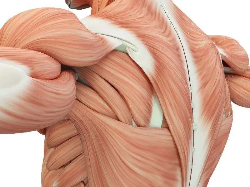 Włókna mięśniowe